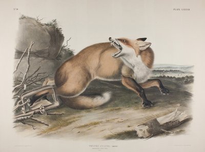 Plate 87. Vulpes Fulvus, Desm. American Red Fox, 1846 by John James Audubon